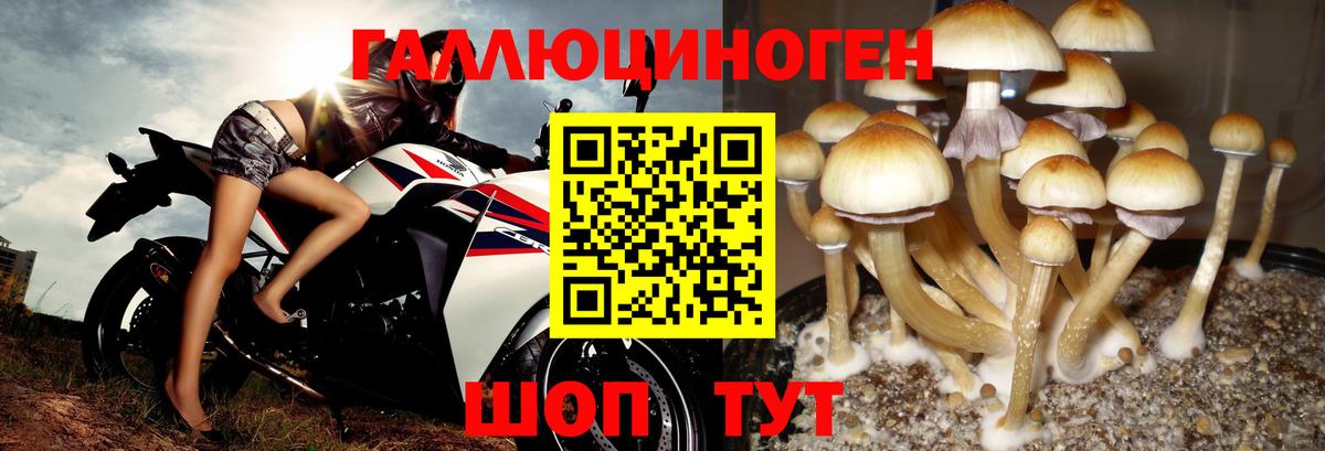 Выборг  Галлюциногенные грибы GOLDEN TEACHER  Галлюциногенные грибы Psilocybine cubensis  Вход с VPN 